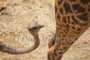 Ostrich Pecking At A Giraffes Tail